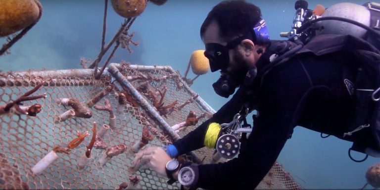 New Heaven Reef Conservation Program, Ko Tao