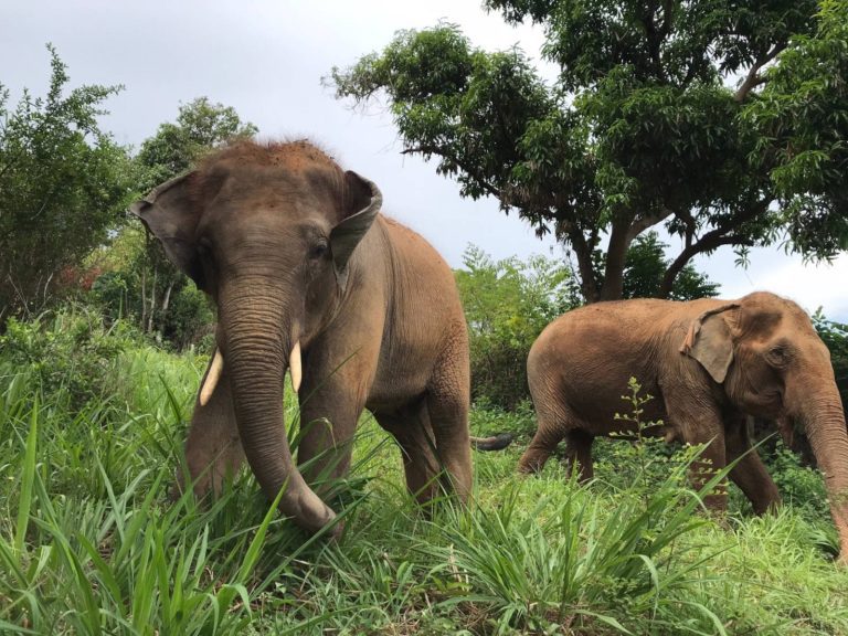 Pattaya Elephant Sanctuary
