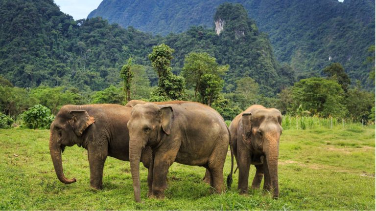 Elephant Hills, Khao Sok National Park