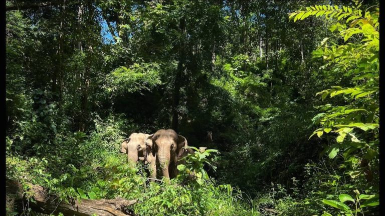 Burm & Emily’s Elephant Sanctuary: A home for elephants to just be elephants