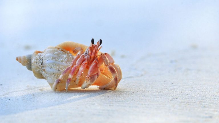 On Ko Lanta, every shell has a story