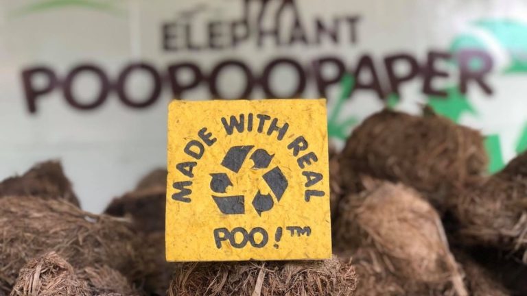 Elephant Poo Poo Paper Park, Chiang Mai