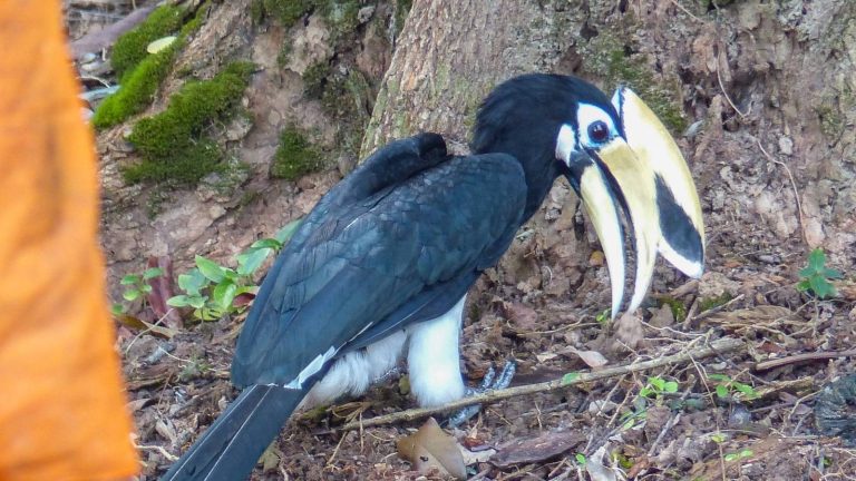 Protecting Thailand’s hornbills